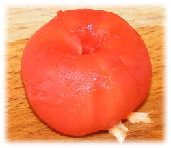pomidor bez skrki